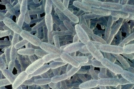 Microscopic view of many light blue bacillus bacteria, some connected in chains, against a dark background.
