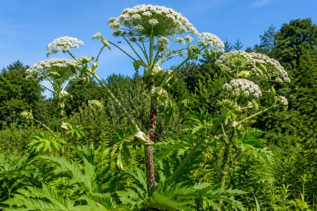 Giant hogweed with large white umbrella-shaped flowers and a purple-spotted stem, standing tall in a green field under blue sky.