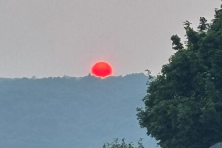 Bright, intensely red sun appearing low over a hazy forested horizon, with a dark green tree partially obscuring the right.