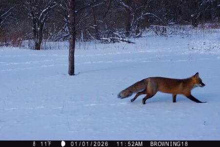 A red fox strides through a deep snowy field next to a winter forest.