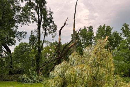 Severe storm damage: A large weeping willow lies fallen on grass, with multiple snapped tree trunks in the background.