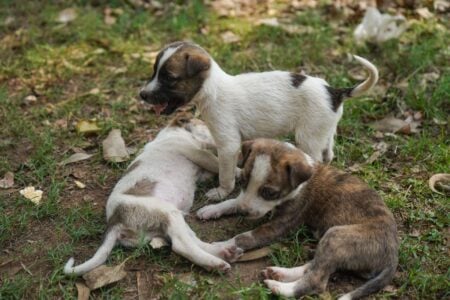 Three puppies interact on sparse grass and dirt: one stands, one lies on its side, and another sits nearby.