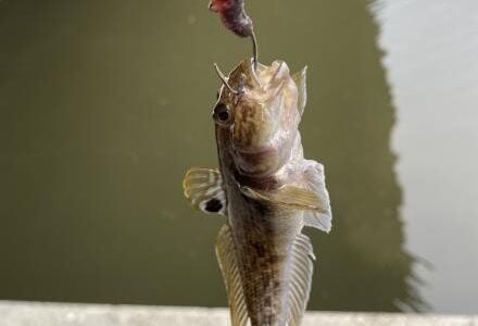 A small invasive round goby caught on a fishing hook with a worm, hanging over water and a concrete edge.