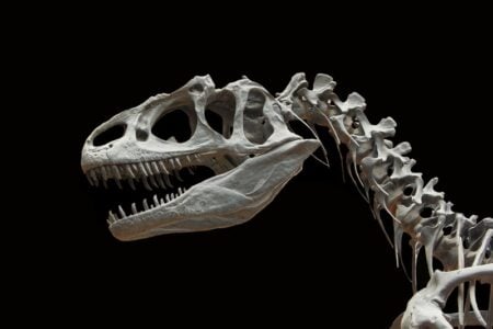 Dinosaur skeleton head and neck, with prominent sharp teeth, displayed against a stark black background.