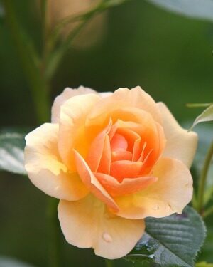 R. Elizabeth "Betty" Gregory