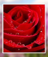 Joyce L. Switzer